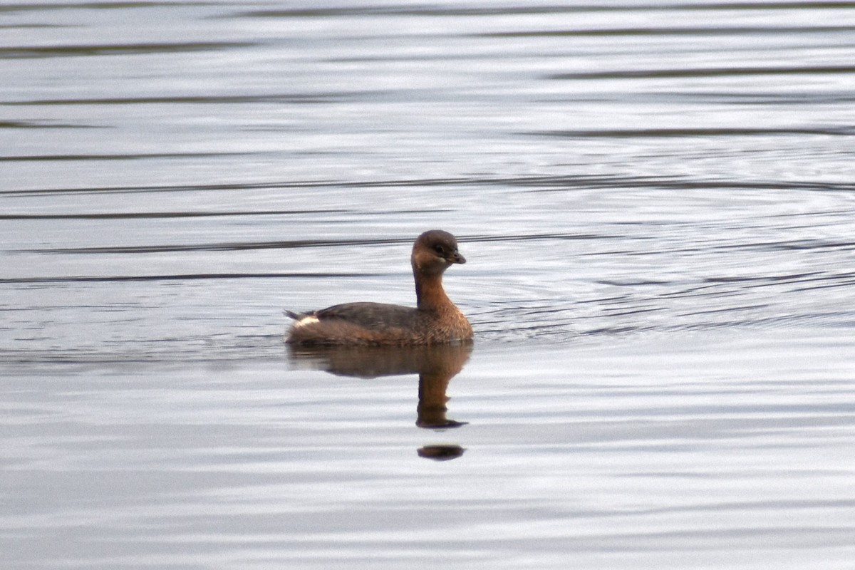 Pied-billed Grebe - ML516079021