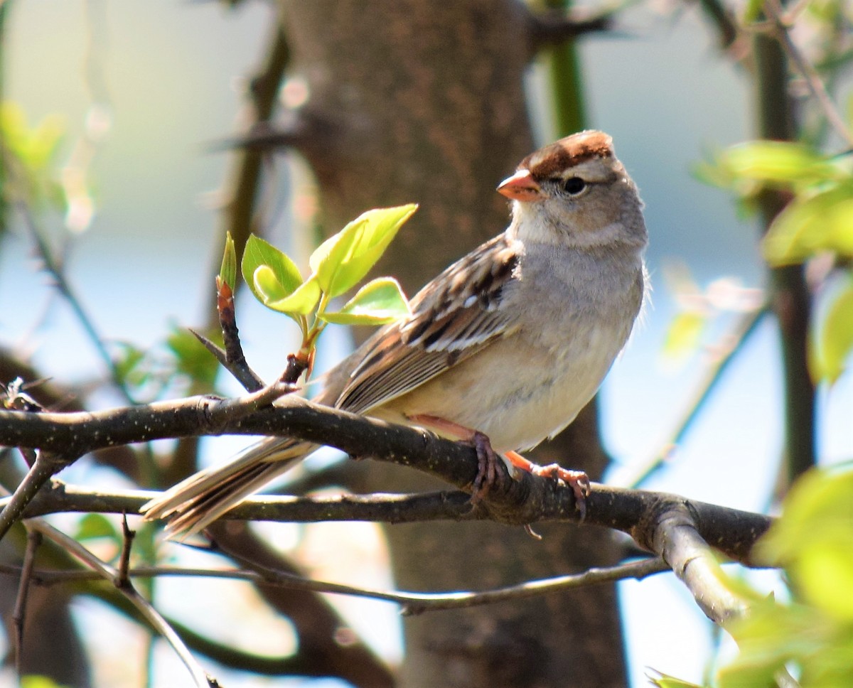 White-crowned Sparrow - ML51607931