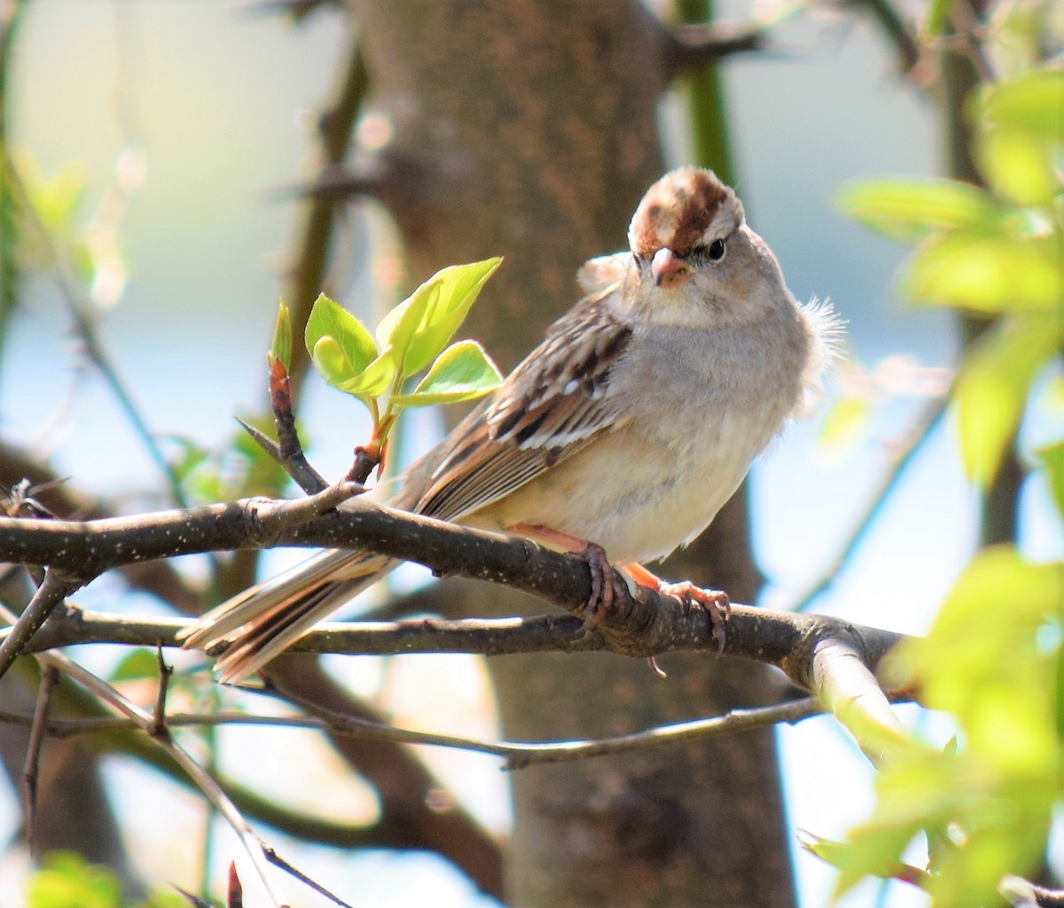 White-crowned Sparrow - ML51607941