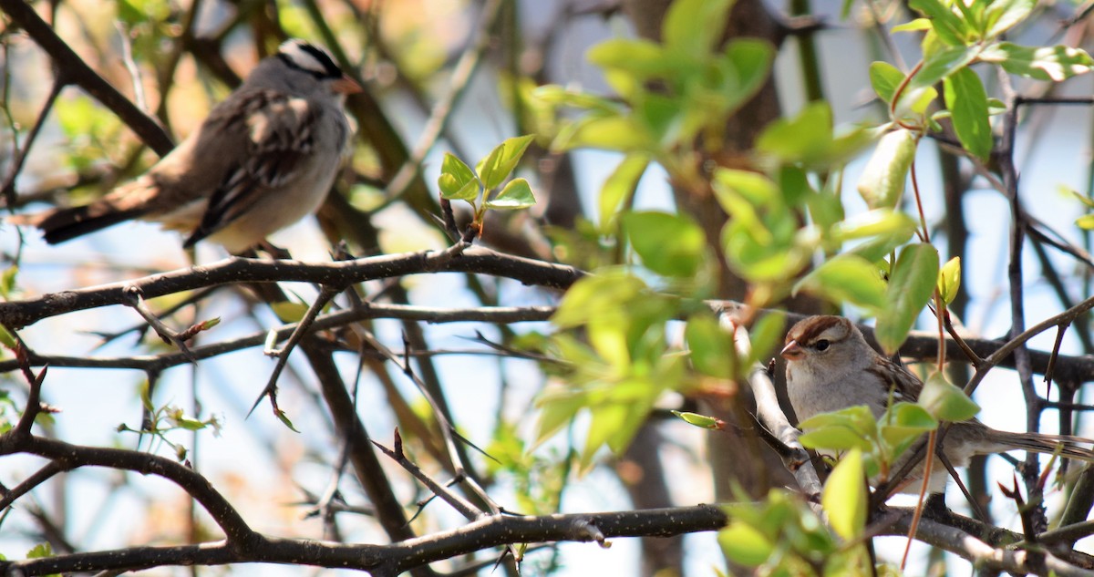 White-crowned Sparrow - ML51607951