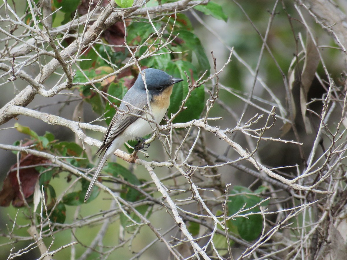 Leaden Flycatcher - Blair Dudeck