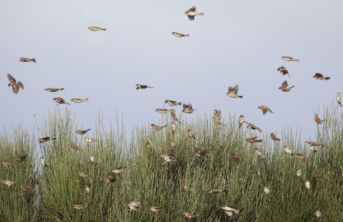 House Sparrow - ML516080451