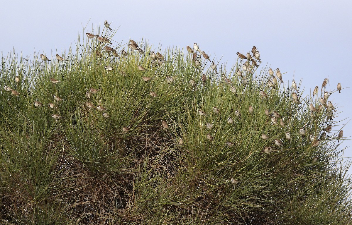 House Sparrow - ML516080521