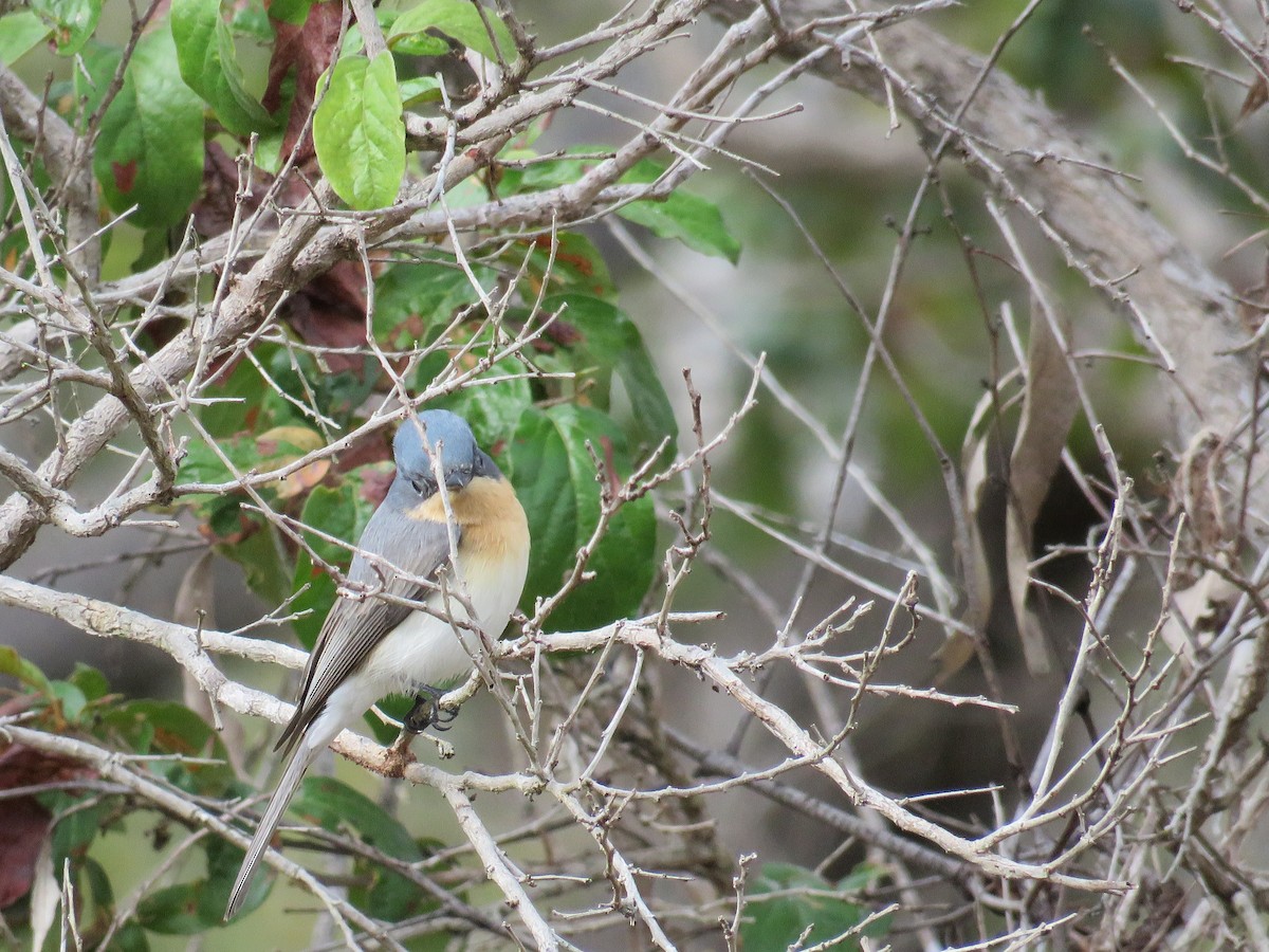 Leaden Flycatcher - ML51608071