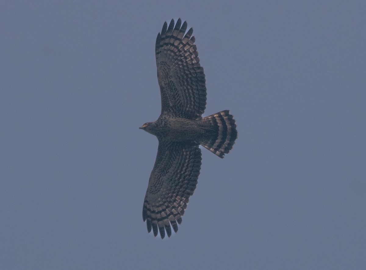 Haubenschlangenadler - ML516083031