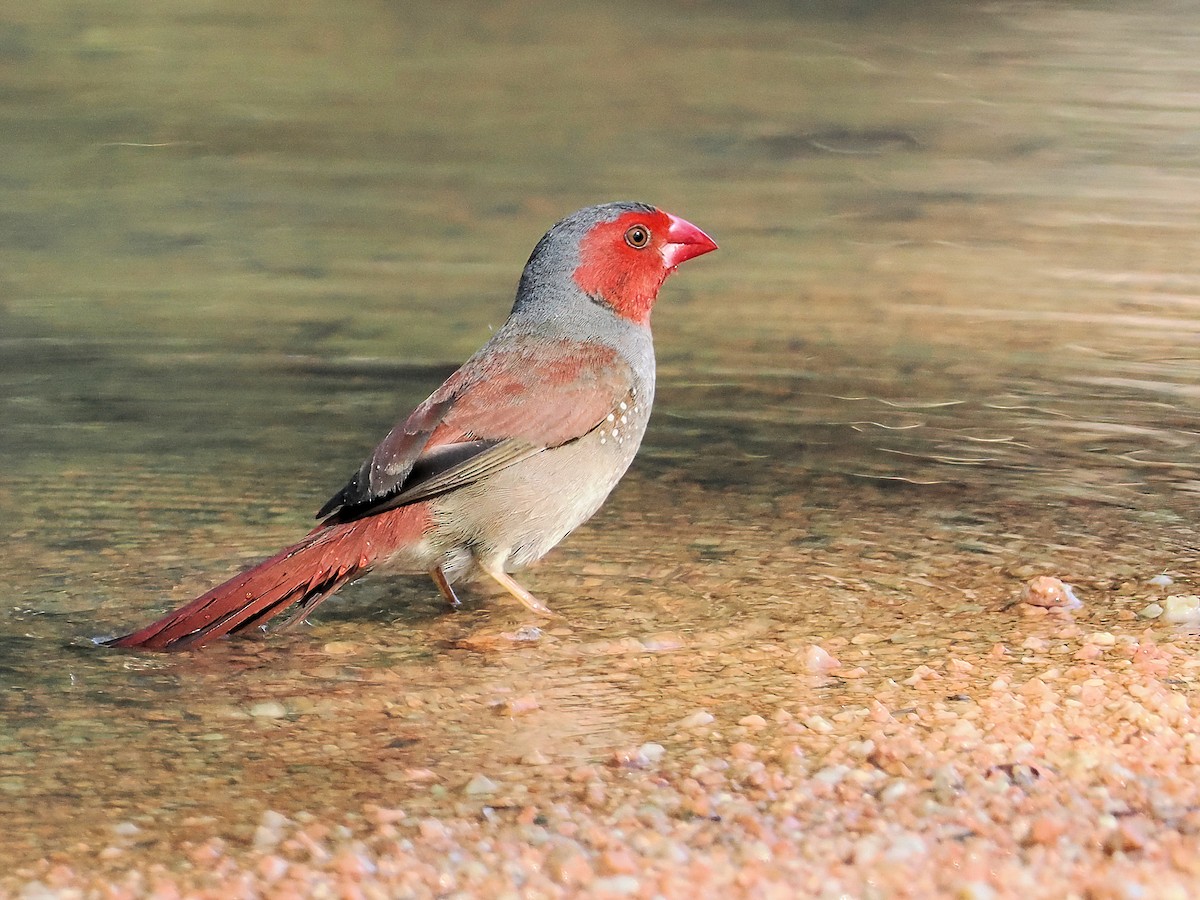 Crimson Finch - Len and Chris Ezzy