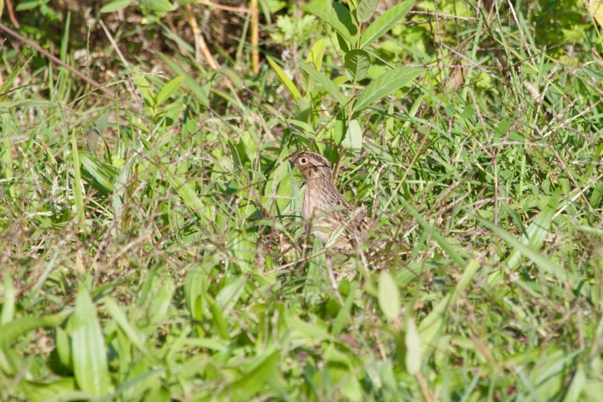 Grasshopper Sparrow - ML516083631