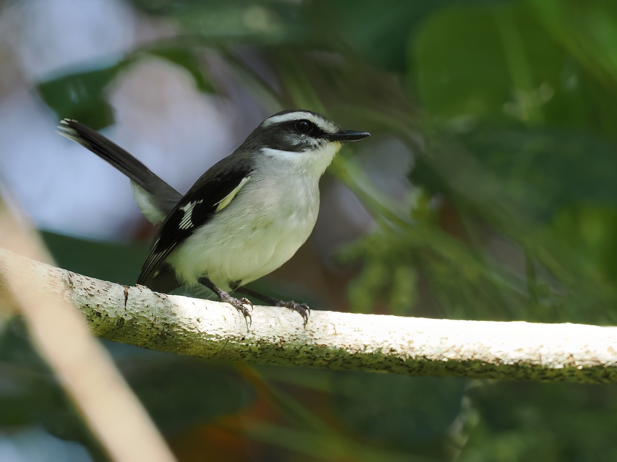 White-browed Robin - ML516083801