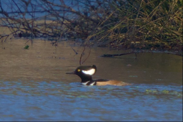 Hooded Merganser - ML516084621