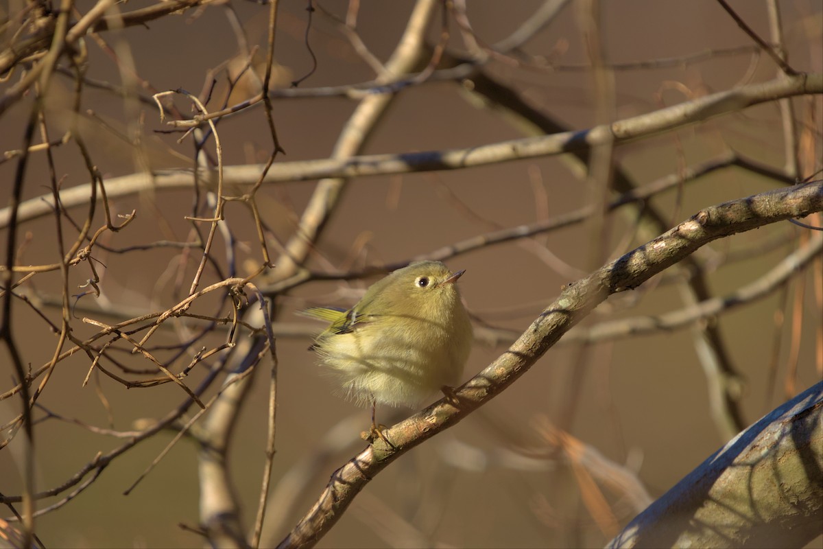 Ruby-crowned Kinglet - ML516084661