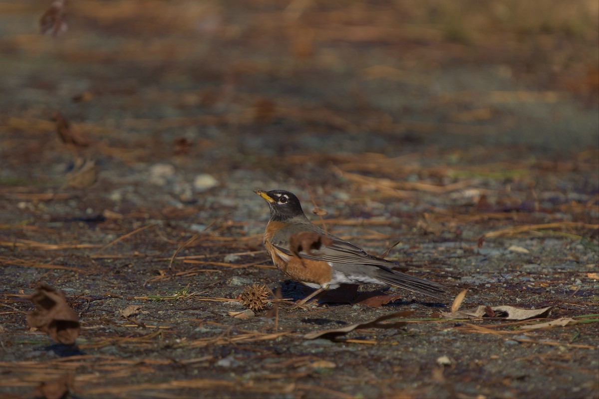 American Robin - ML516084721