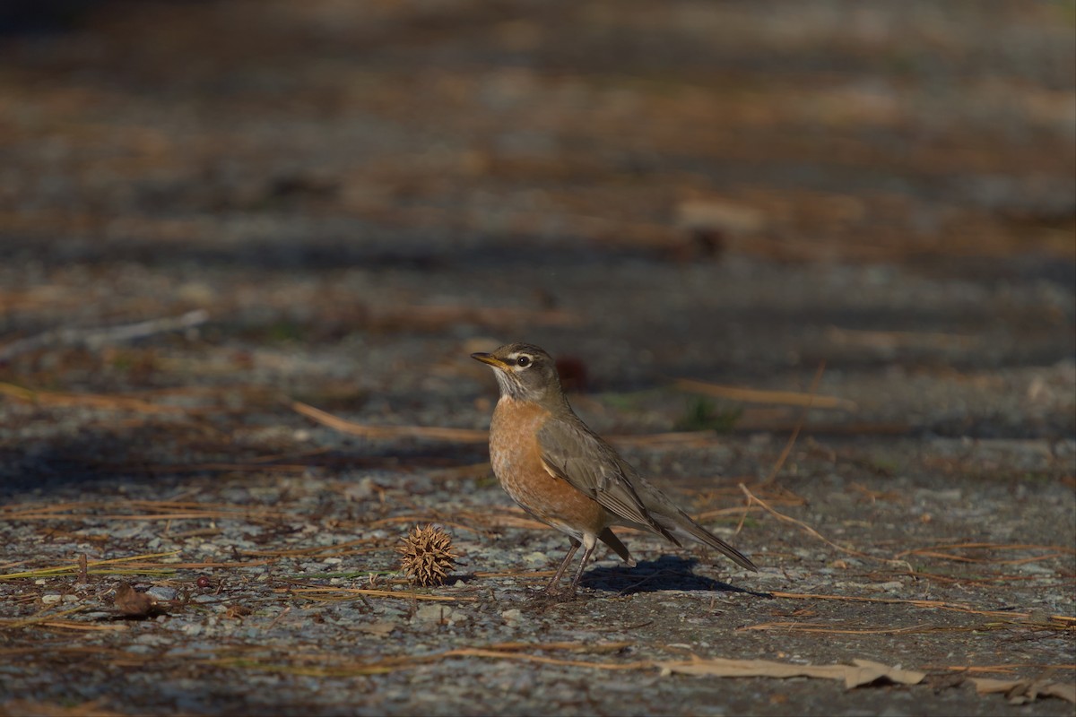 American Robin - ML516084731