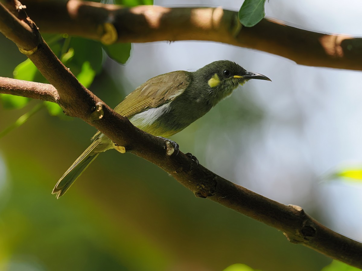 Cryptic Honeyeater - ML516084981