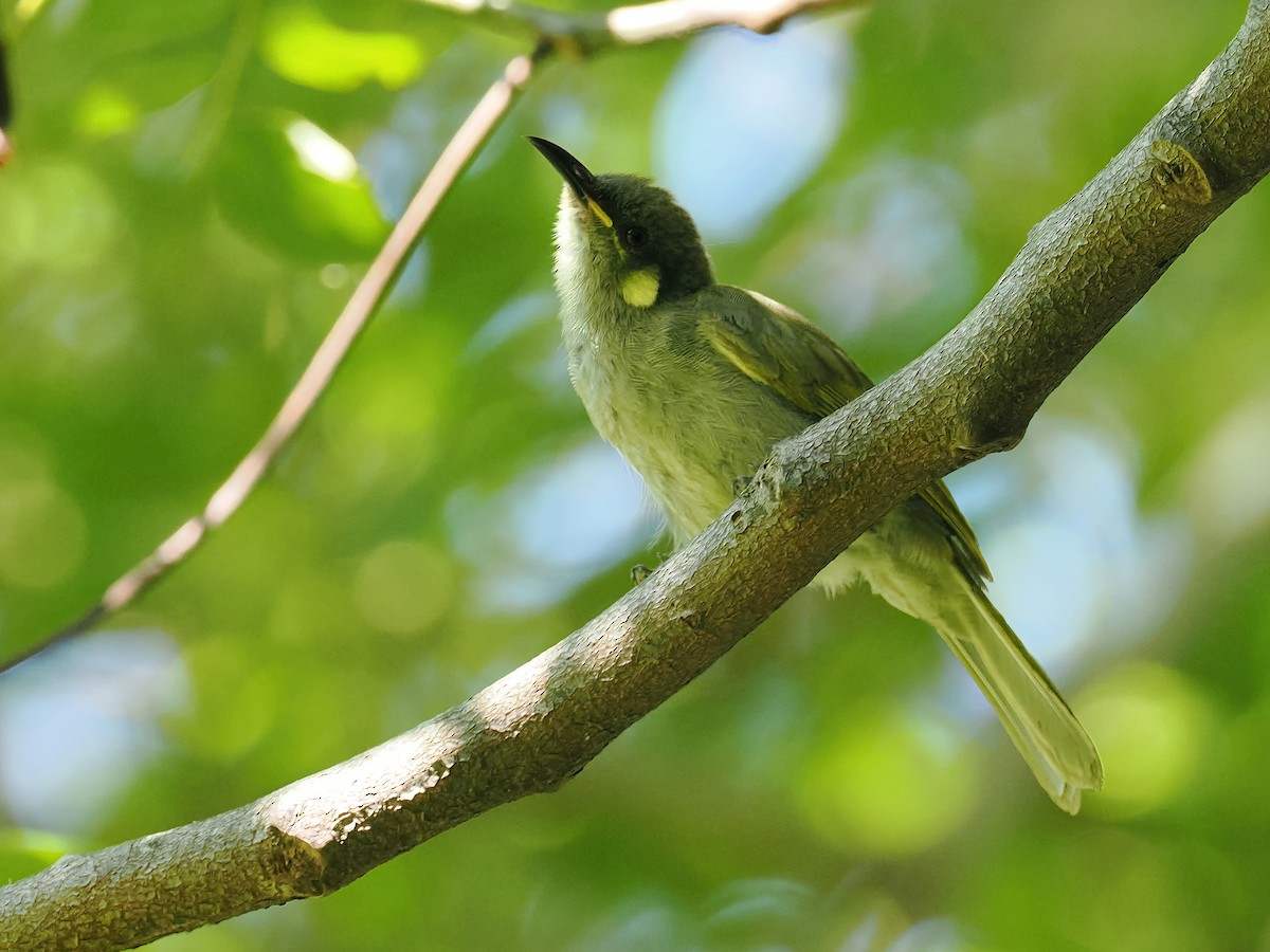 Cryptic Honeyeater - ML516085021