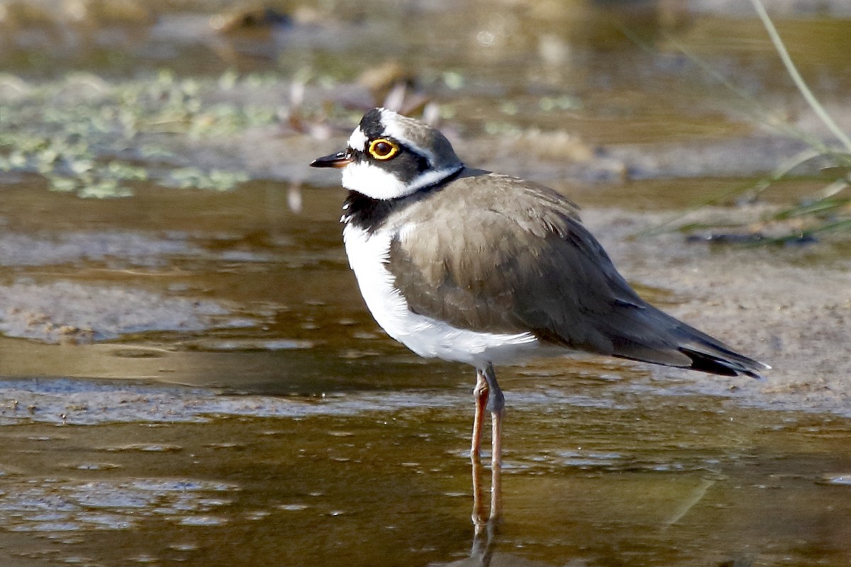 Little Ringed Plover - ML516086901