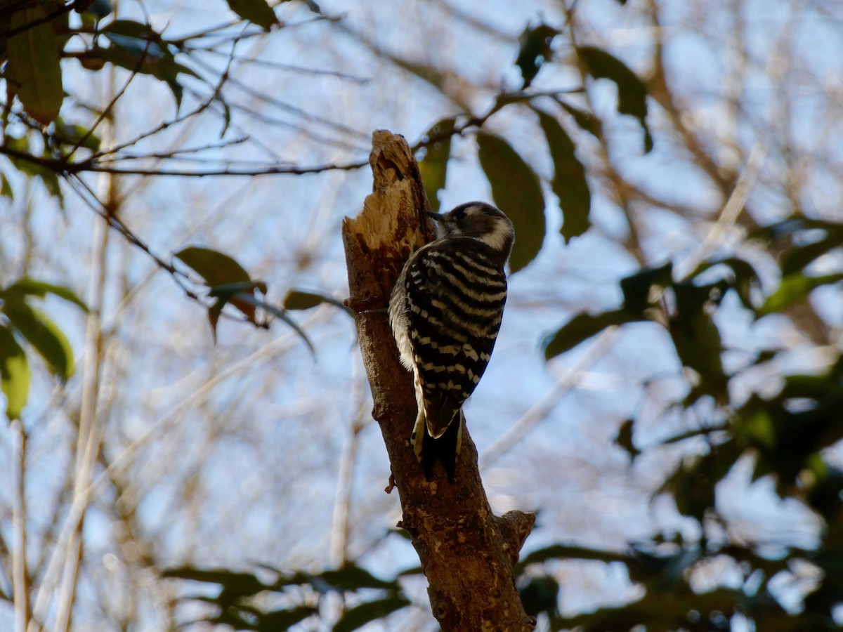 Japanese Pygmy Woodpecker - ML516086971