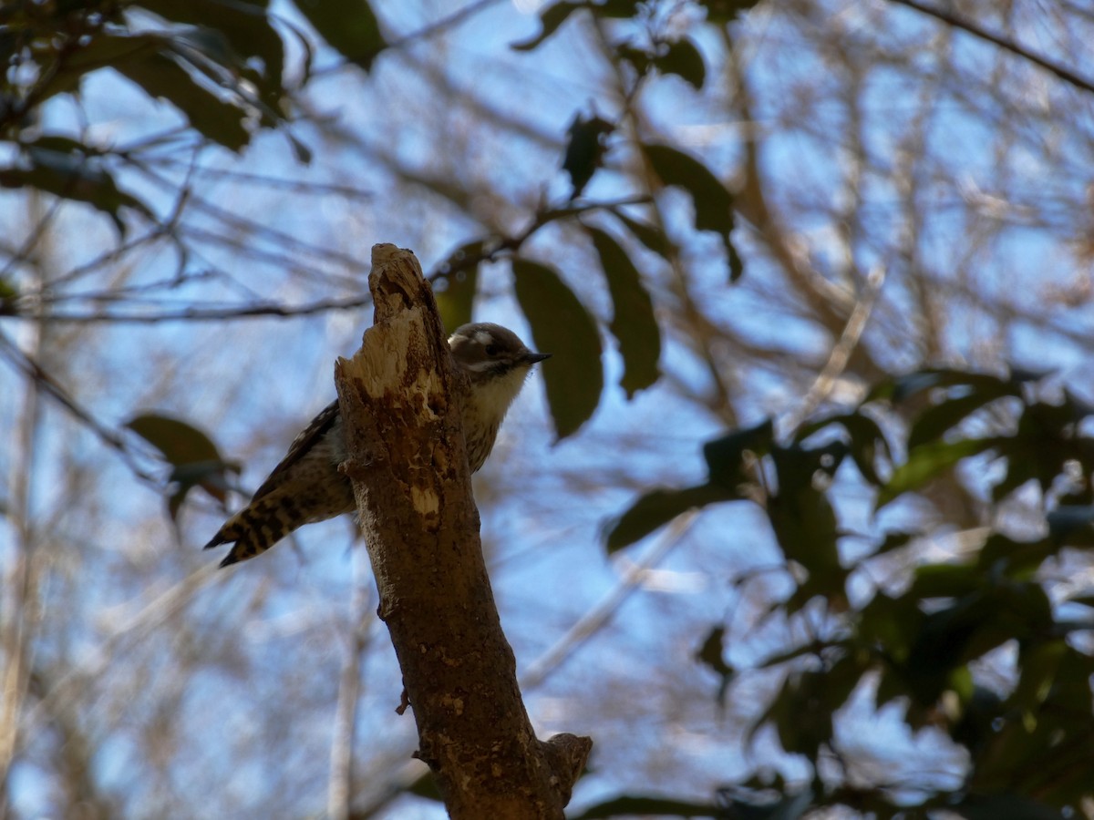 Japanese Pygmy Woodpecker - ML516087011