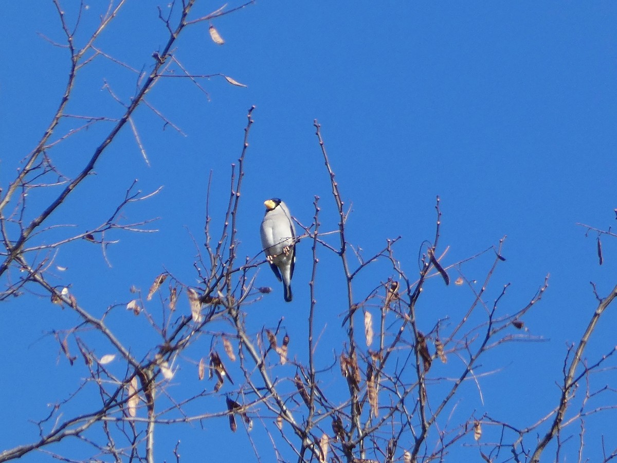 Japanese Grosbeak - ML516087161