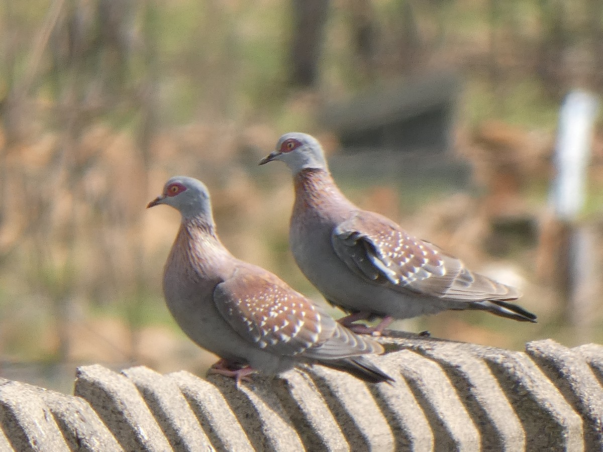 Speckled Pigeon - ML516087311