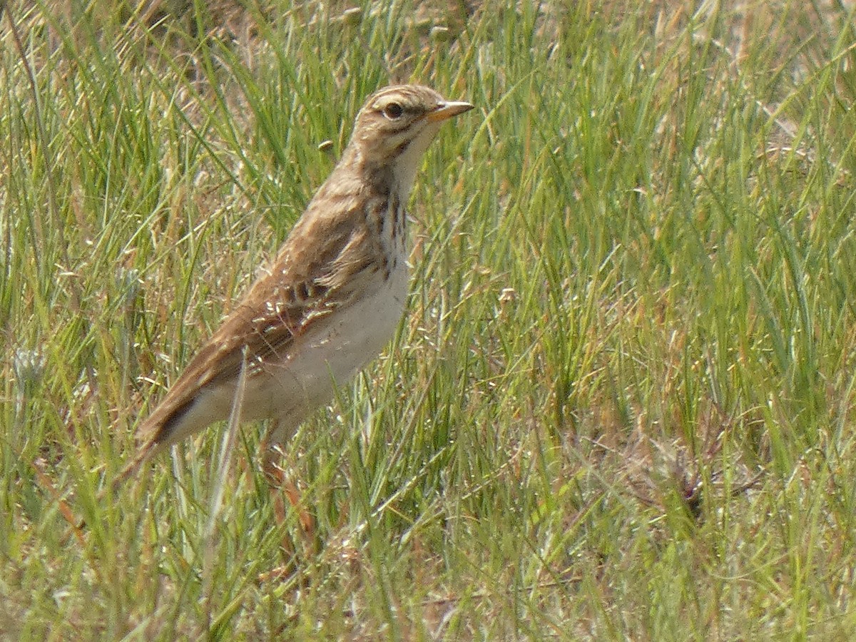 African Pipit (African) - ML516087511