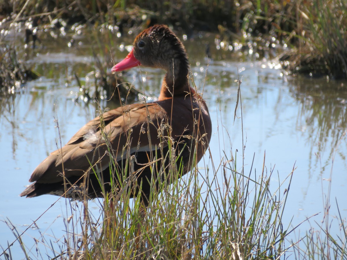 Black-bellied Whistling-Duck - ML516088281