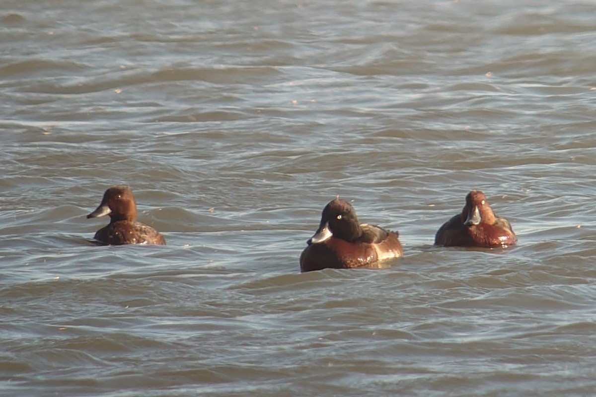 Baer's Pochard - ML516088851