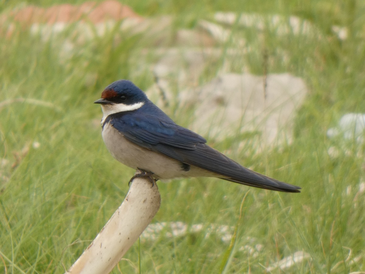 White-throated Swallow - Luis Carretero Bonilla