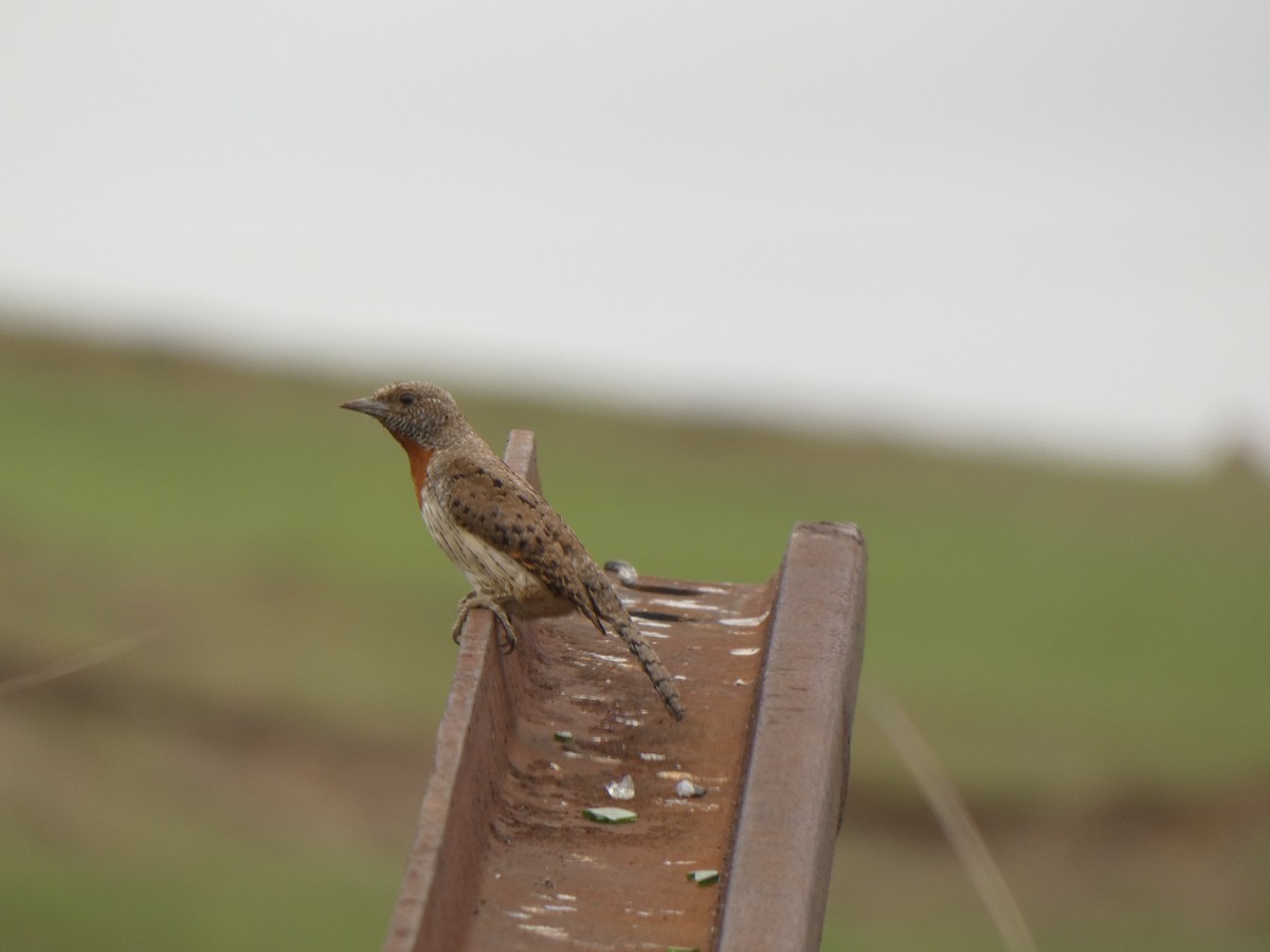 Rufous-necked Wryneck (Rufous-necked) - ML516089181