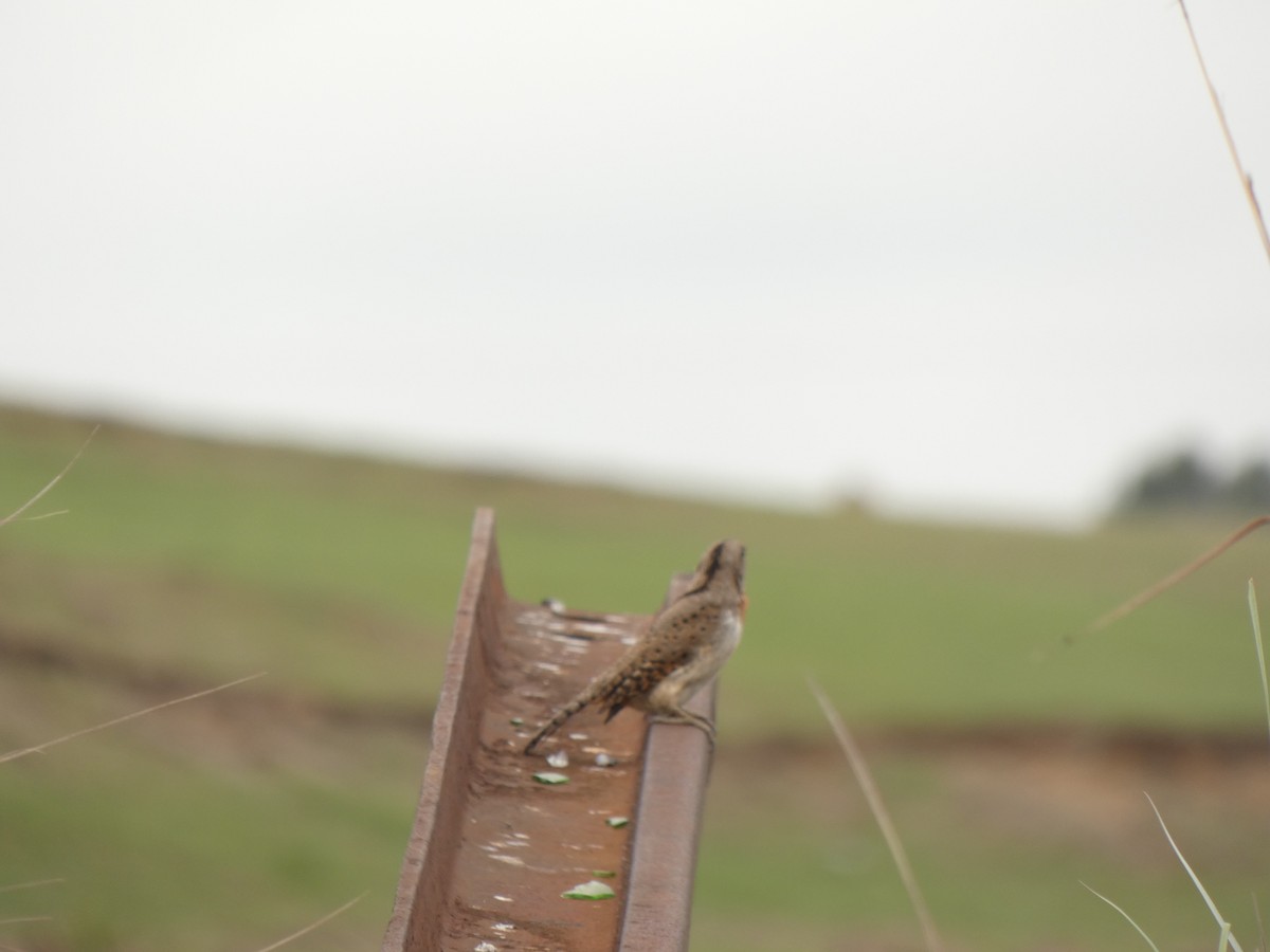 Rufous-necked Wryneck (Rufous-necked) - ML516089241