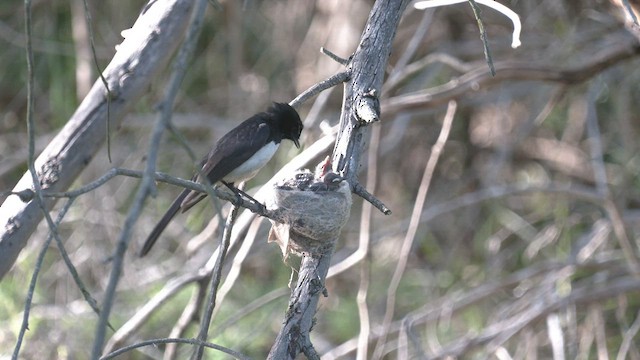 Willie-wagtail - ML516089981