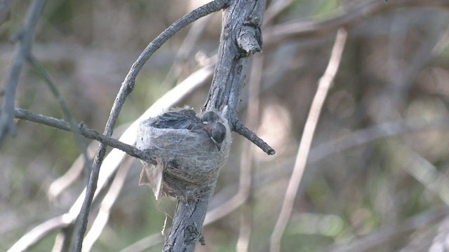 Abanico Lavandera - ML516089991