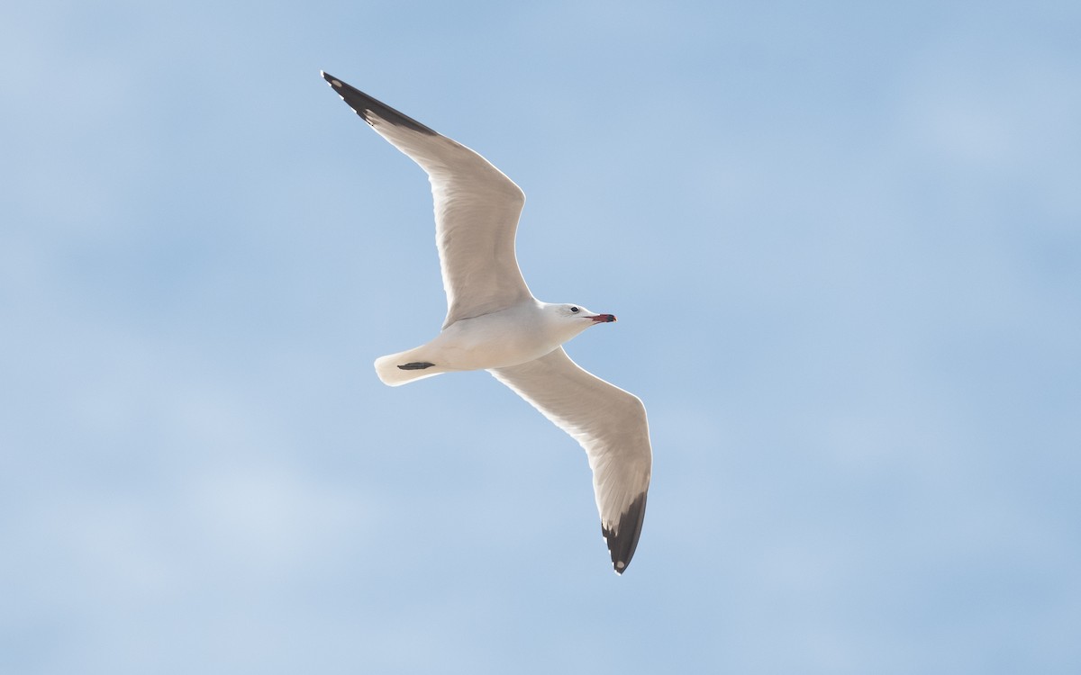 Audouin's Gull - ML516091471