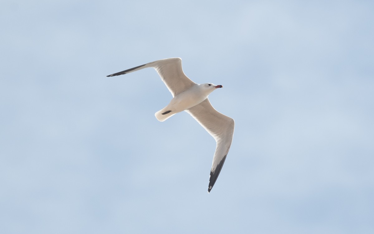 Audouin's Gull - ML516091481