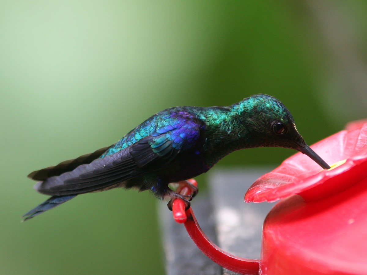 kolibřík vidloocasý [skupina fannyae]/(ssp. hypochlora) - ML516091731