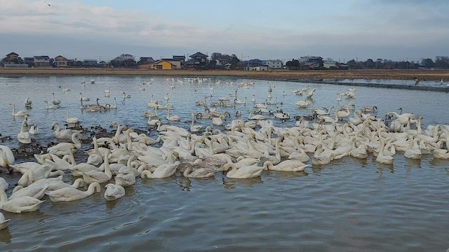 Whooper Swan - ML516091881