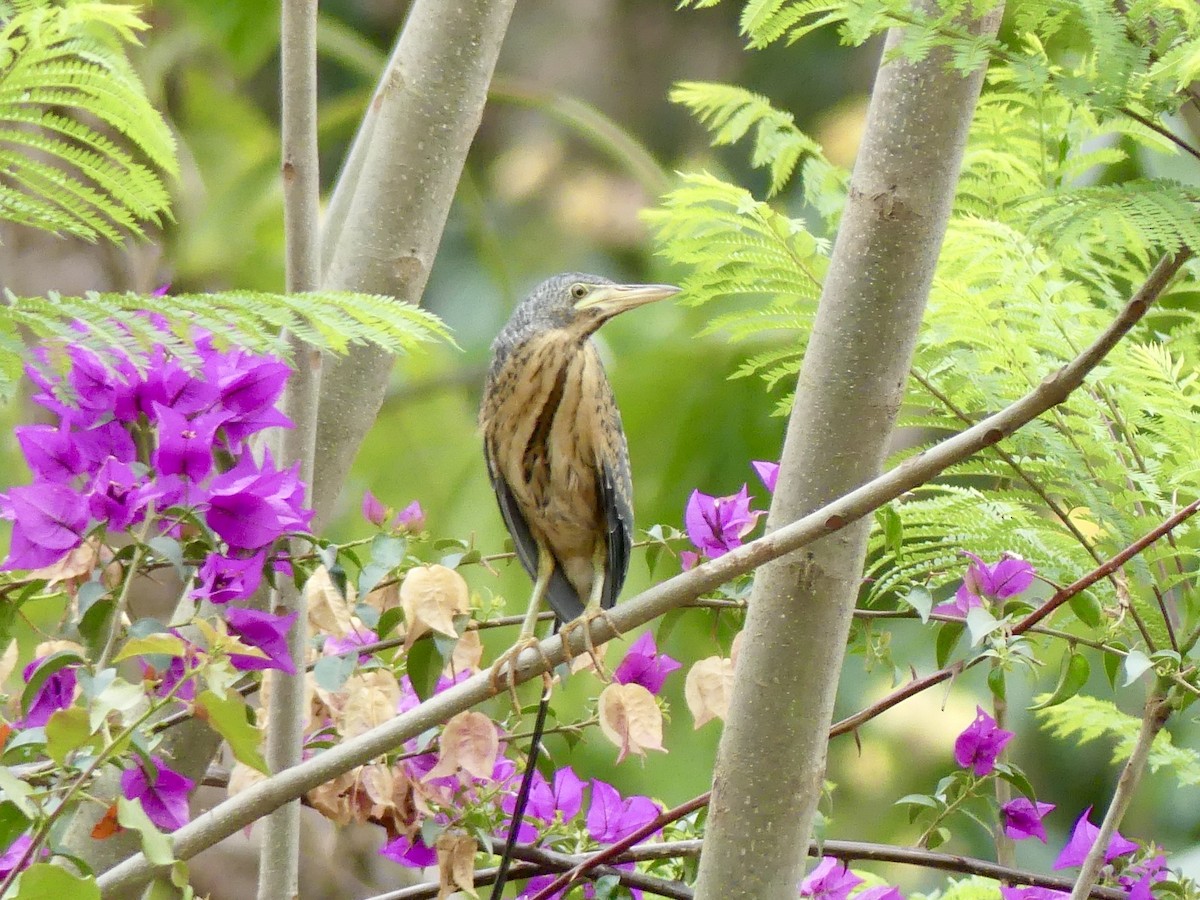 Dwarf Bittern - ML516091931