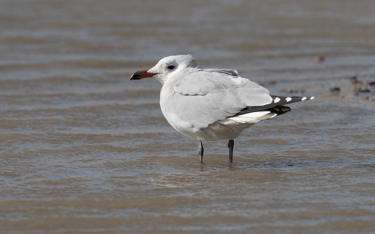 Audouin's Gull - ML516092091