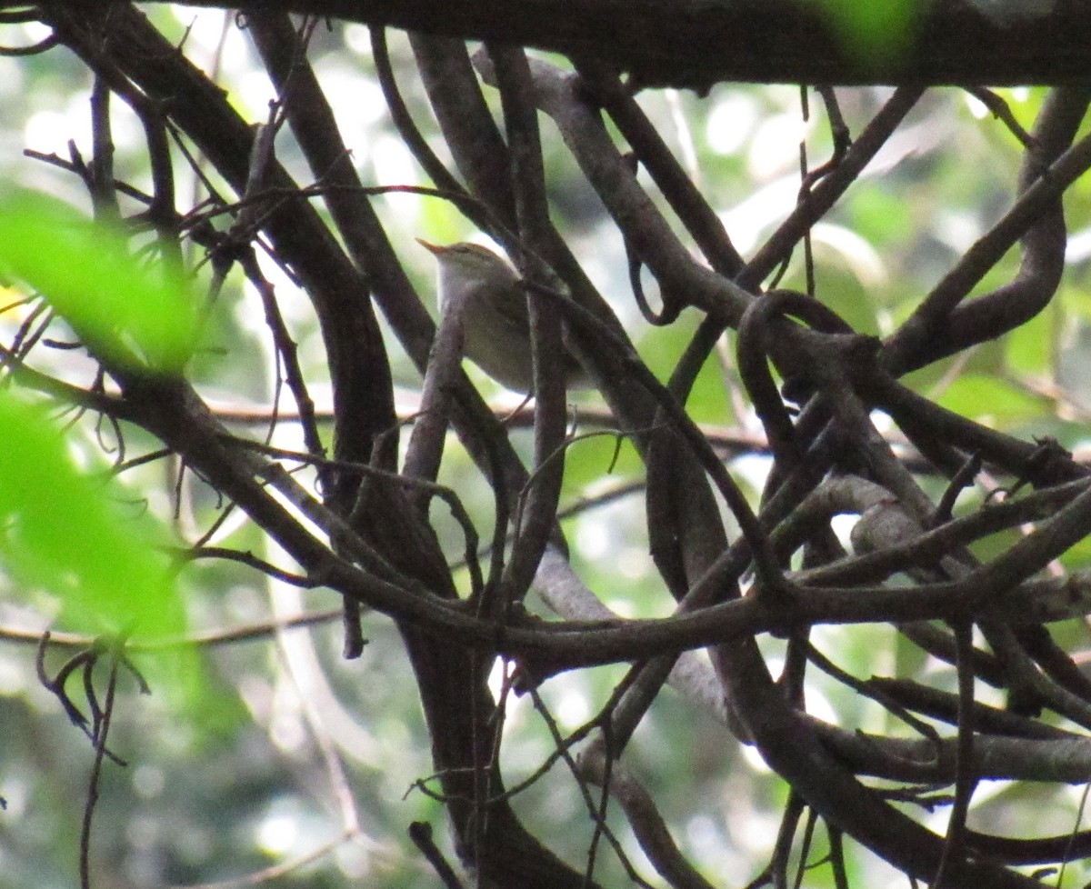 Large-billed Leaf Warbler - ML516092881