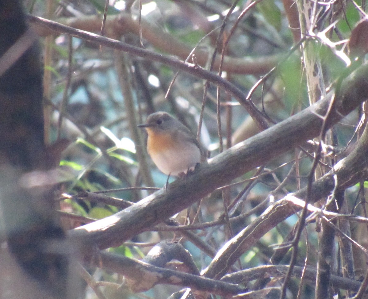 Blue-throated Flycatcher - ML516093021