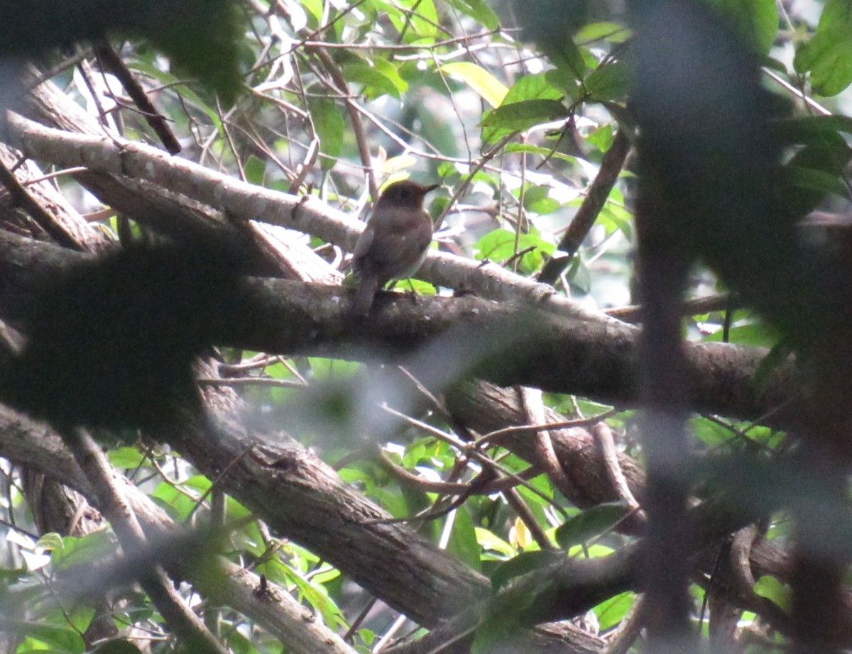 Blue-throated Flycatcher - ML516093041