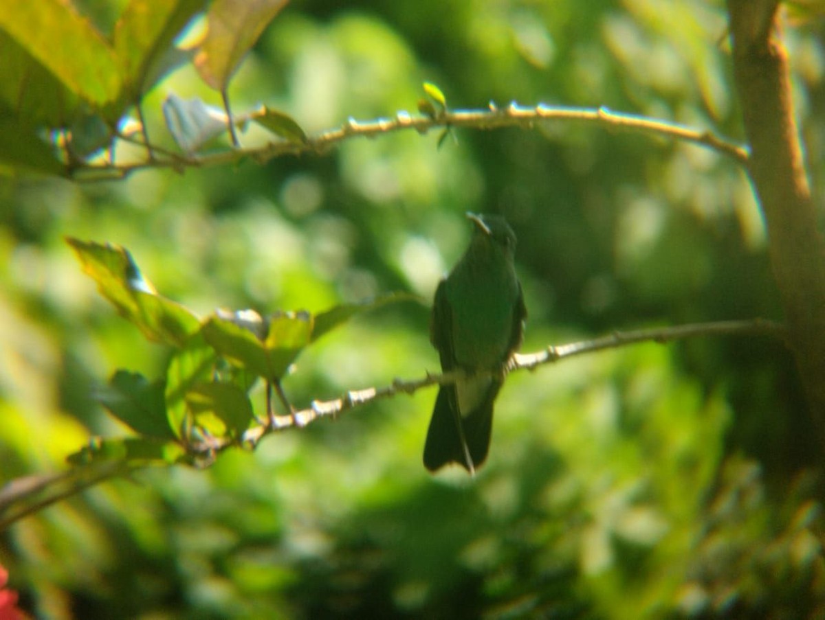 Blauschwanz-Buffonkolibri - ML516093661