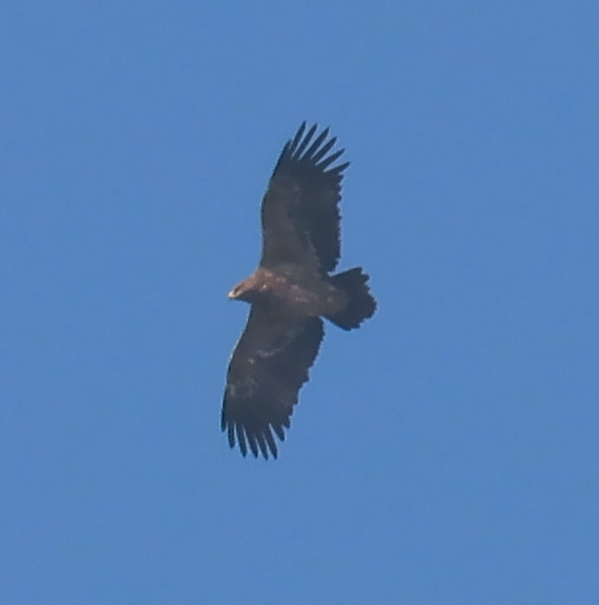 Steppe Eagle - ML516093781