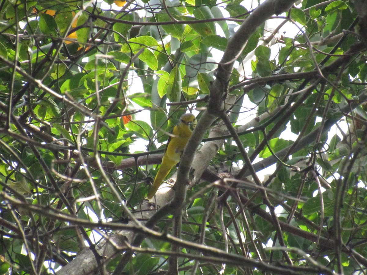 Orange Minivet - ML516094051