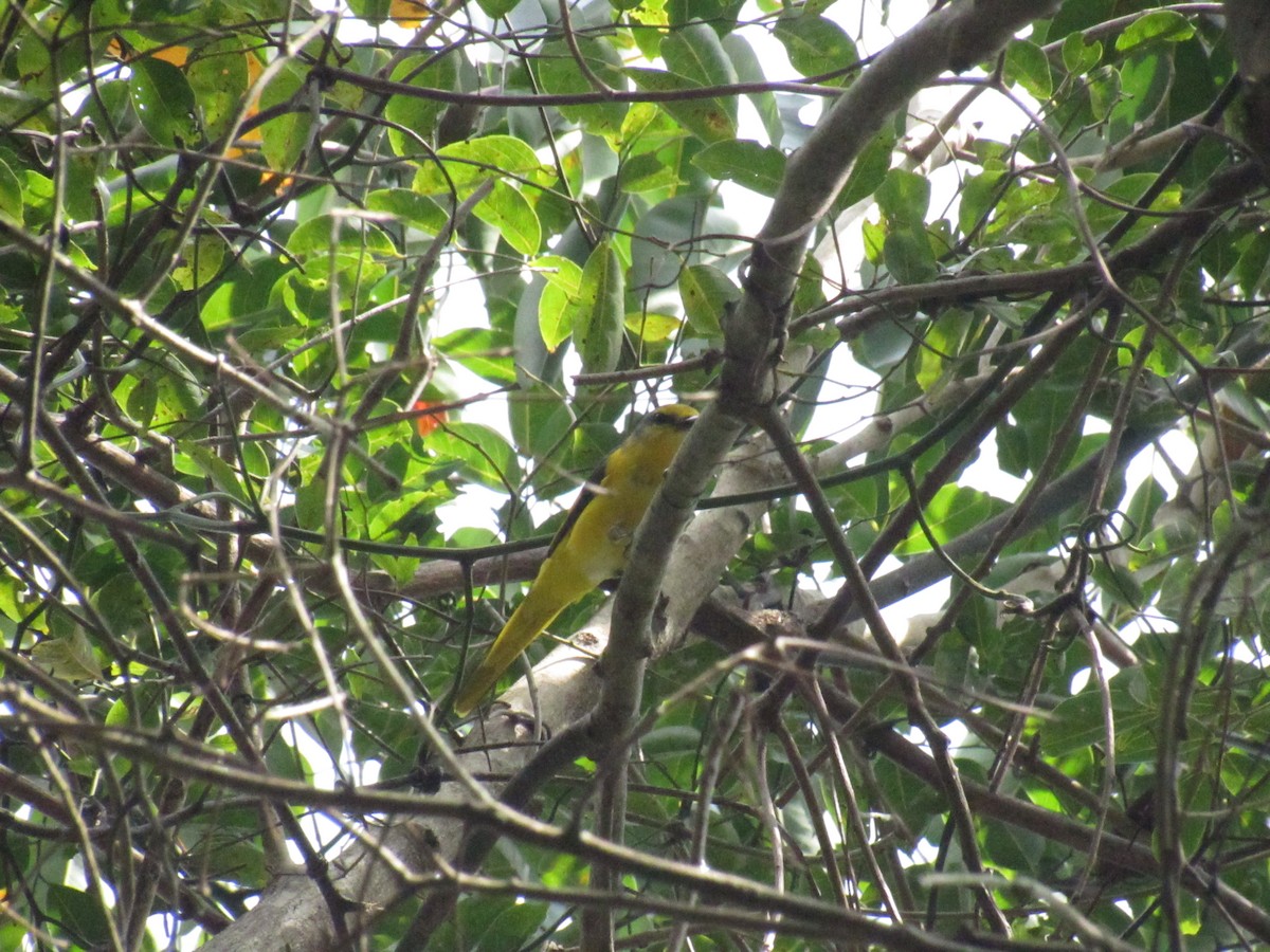 Orange Minivet - ML516094061