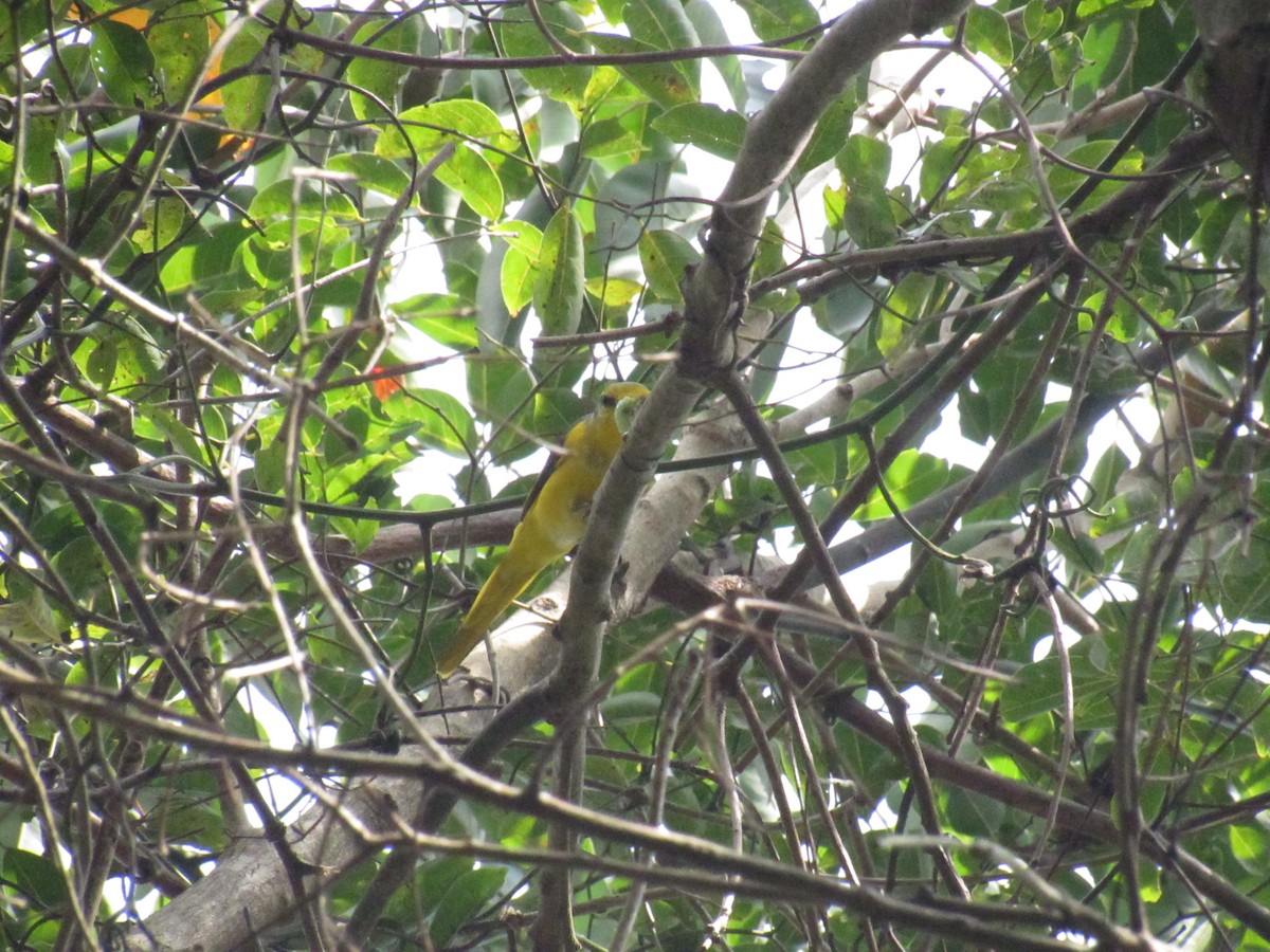 Orange Minivet - ML516094081