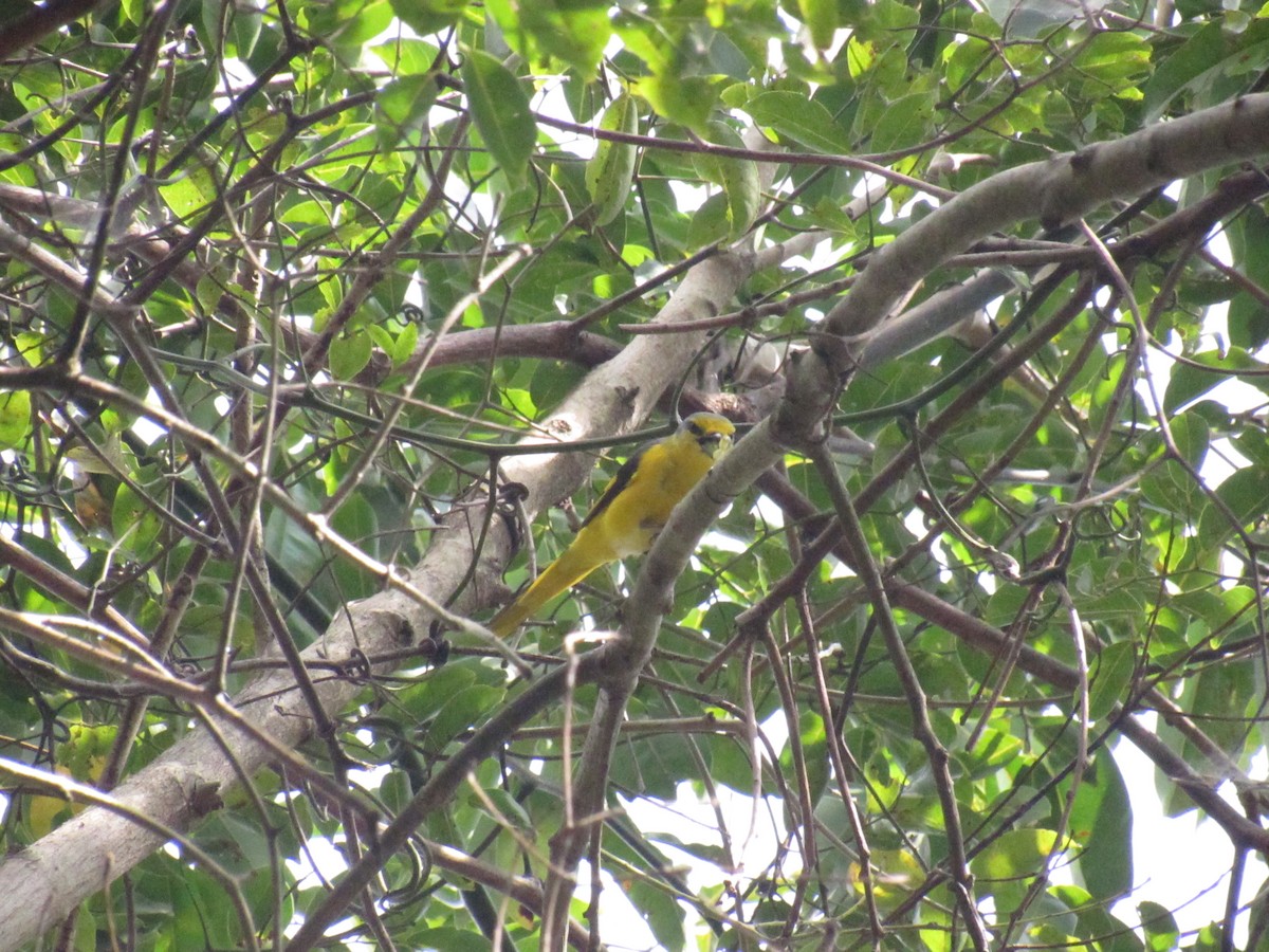 Orange Minivet - ML516094091