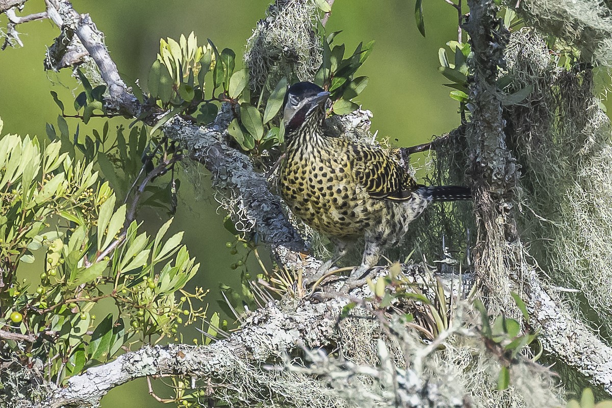 Green-barred Woodpecker - Amed Hernández