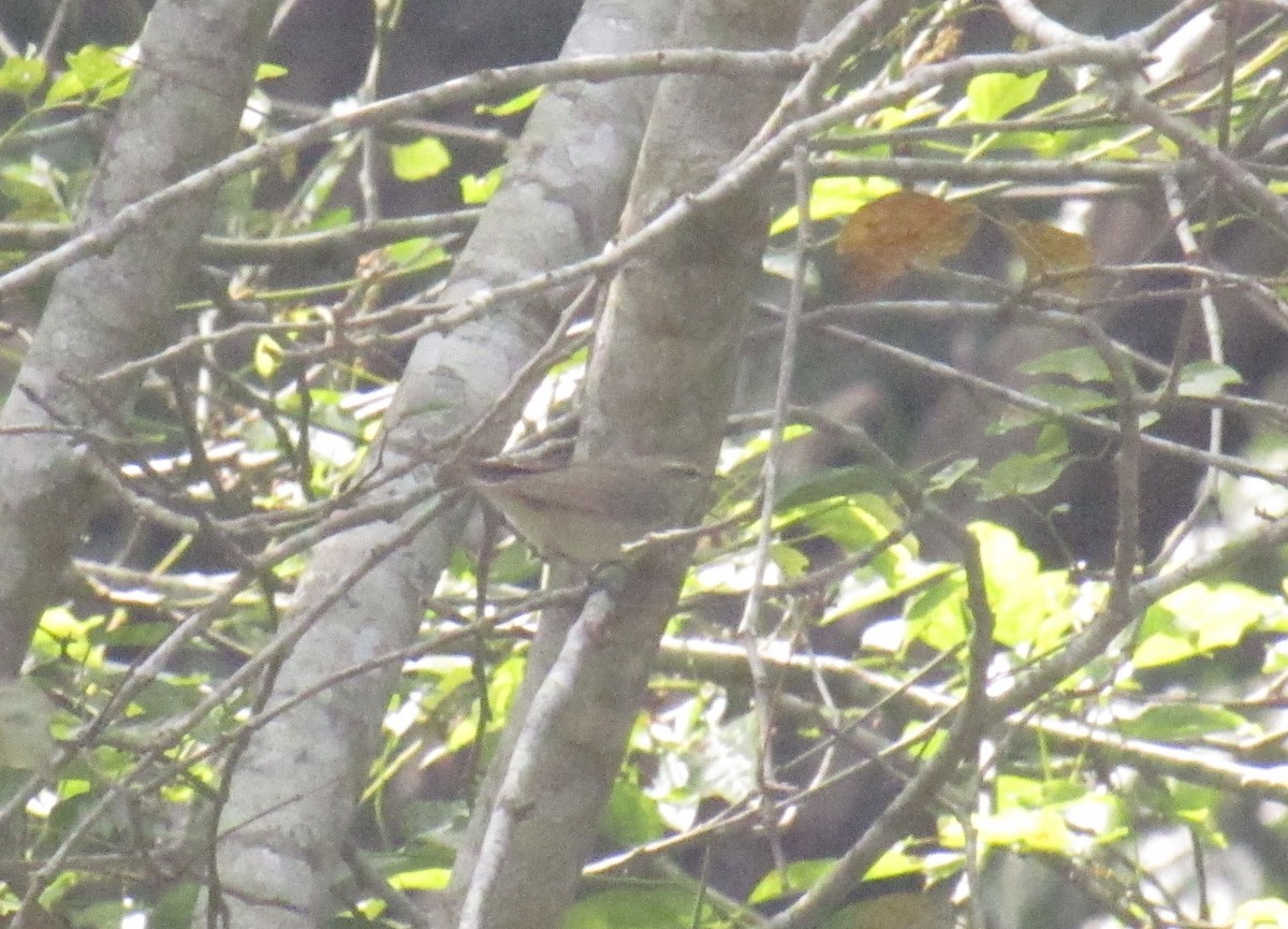 Large-billed Leaf Warbler - ML516094971