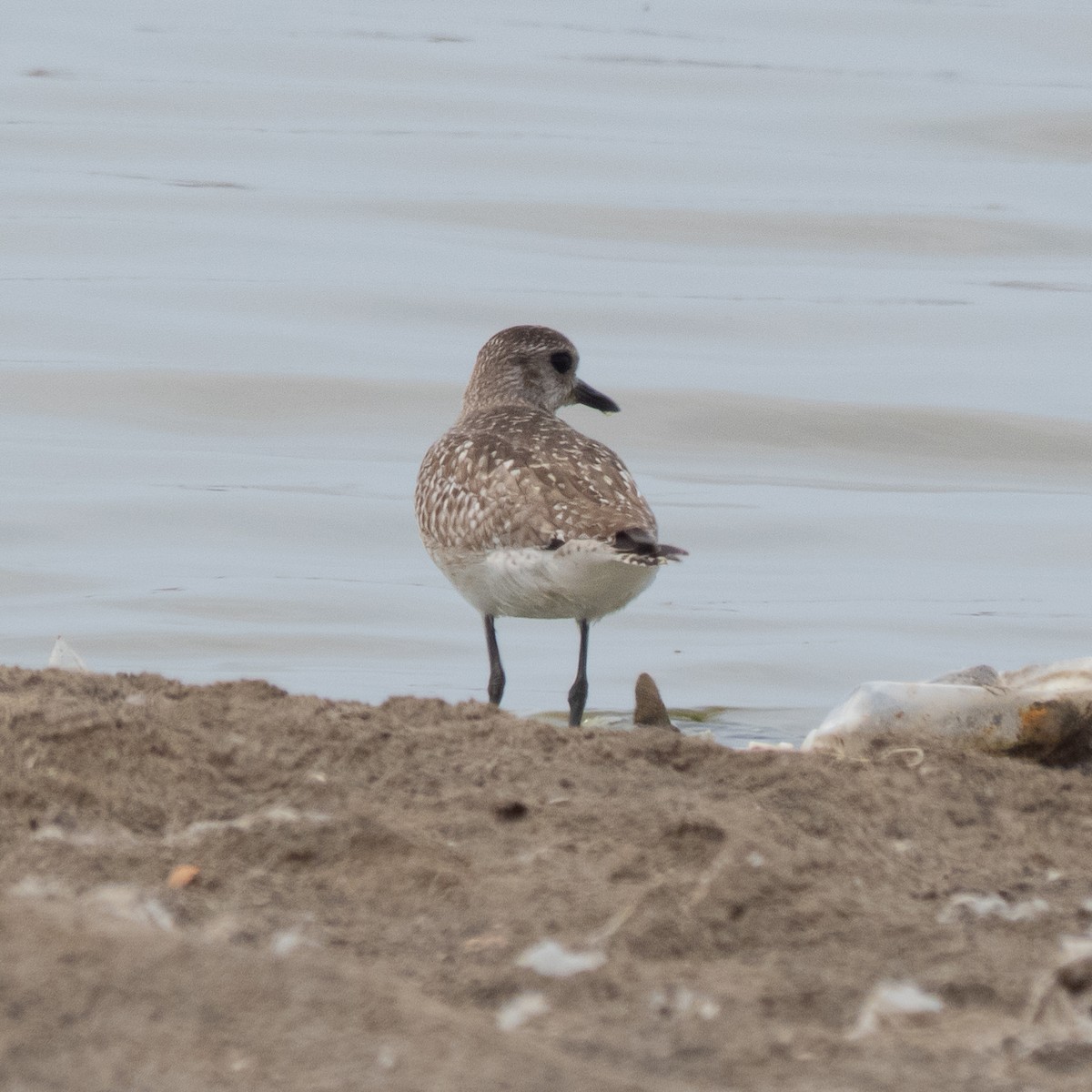 Black-bellied Plover - ML516095801