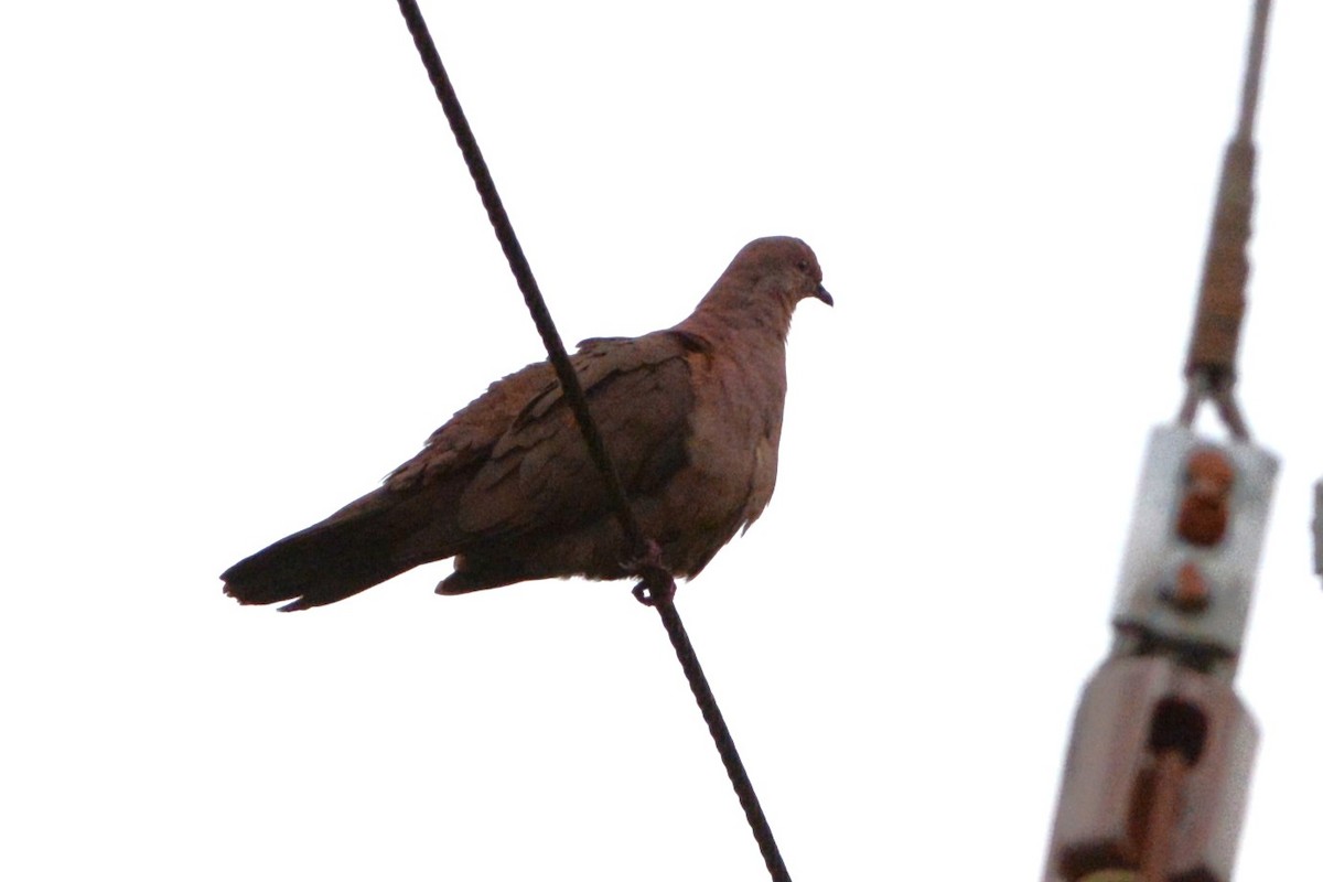 Ruddy Pigeon - ML516096941